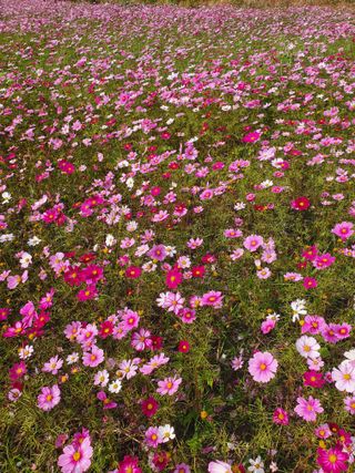 김옥자님의 자유주제 · 자유게시판 작성글 사진