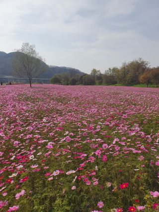 김옥자님의 자유주제 · 자유게시판 작성글 사진