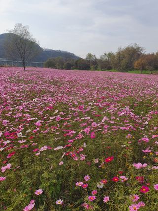 김옥자님의 자유주제 · 자유게시판 작성글 사진