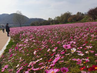 김옥자님의 자유주제 · 자유게시판 작성글 사진