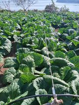 팜모닝 11월 내 작물 자랑하기·참여글 게시글 이미지