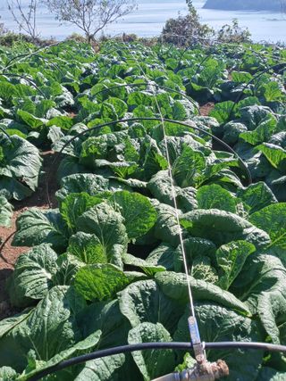 윤형곤님의 11월 내 작물 자랑하기 · 참여글 작성글 사진