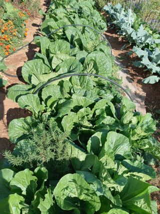 윤형곤님의 11월 내 작물 자랑하기 · 참여글 작성글 사진