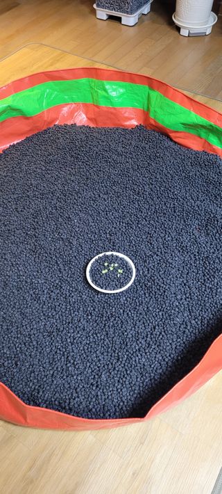 살구15128님의 11월 내 작물 자랑하기 · 참여글 작성글 사진