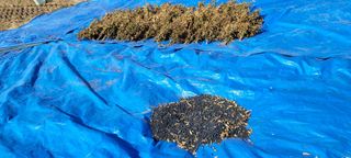 살구15128님의 11월 내 작물 자랑하기 · 참여글 작성글 사진