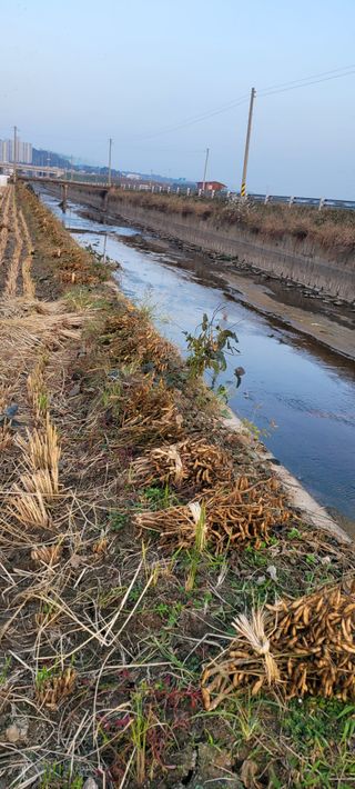 살구15128님의 11월 내 작물 자랑하기 · 참여글 작성글 사진