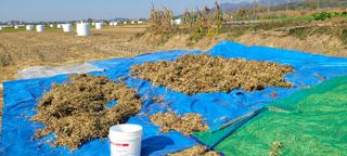 살구15128님의 11월 내 작물 자랑하기 · 참여글 작성글 사진