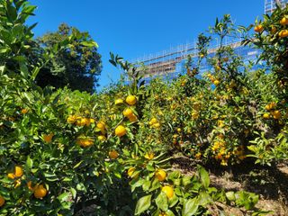 알 수 없음님의 11월 내 작물 자랑하기 · 참여글 작성글 사진