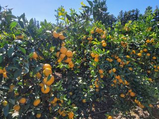 알 수 없음님의 11월 내 작물 자랑하기 · 참여글 작성글 사진