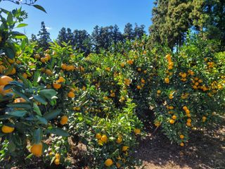 알 수 없음님의 11월 내 작물 자랑하기 · 참여글 작성글 사진