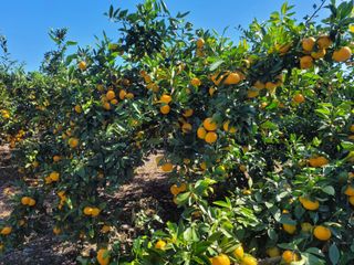 알 수 없음님의 11월 내 작물 자랑하기 · 참여글 작성글 사진