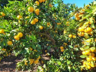 알 수 없음님의 11월 내 작물 자랑하기 · 참여글 작성글 사진