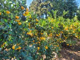 알 수 없음님의 11월 내 작물 자랑하기 · 참여글 작성글 사진
