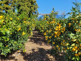 알 수 없음님의 11월 내 작물 자랑하기 · 참여글 작성글 사진