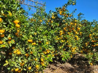 알 수 없음님의 11월 내 작물 자랑하기 · 참여글 작성글 사진