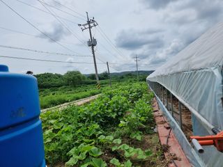사목님의 기타작물 · 병해충상담 작성글 사진