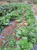 팜모닝 배추·병해충상담 게시글 이미지