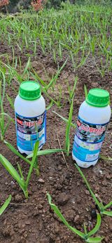 팜모닝 마늘·비료•농약 게시글 이미지