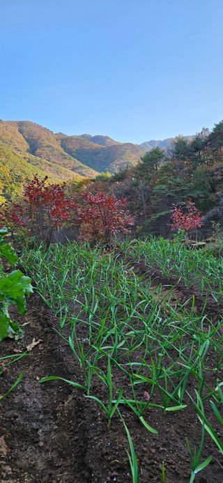 김둘점님의 마늘 · 비료•농약 작성글 사진