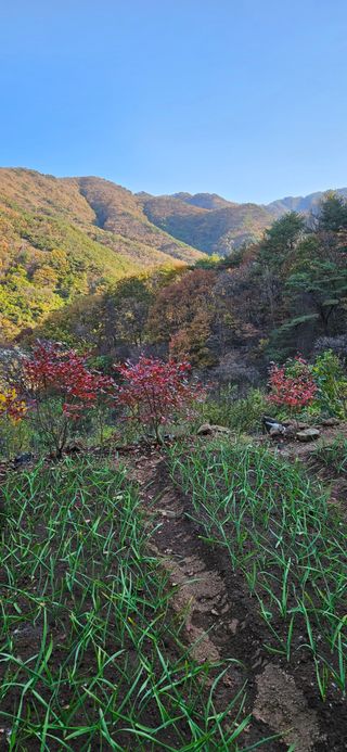 김둘점님의 마늘 · 비료•농약 작성글 사진