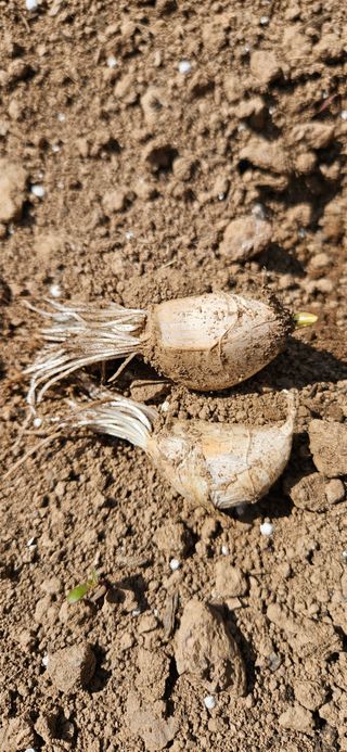 김둘점님의 마늘 · 비료•농약 작성글 사진