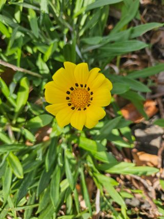 선물차롱님의 귤 · 일상 작성글 사진