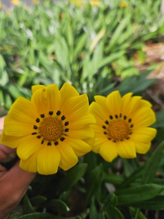 선물차롱님의 귤 · 일상 작성글 사진