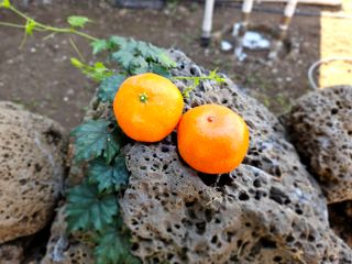 선물차롱님의 귤 · 일상 작성글 사진