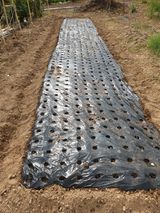 팜모닝 마늘·영농일지 게시글 이미지