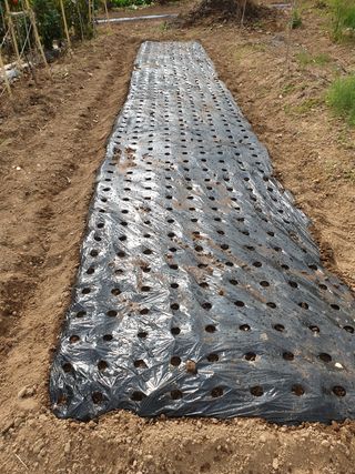 임훈택 님의 마늘 · 영농일지 작성글 사진