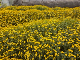 채경희님의 11월 내 작물 자랑하기 · 참여글 작성글 사진