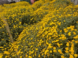 채경희님의 11월 내 작물 자랑하기 · 참여글 작성글 사진