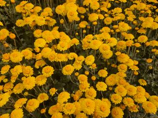 채경희님의 11월 내 작물 자랑하기 · 참여글 작성글 사진