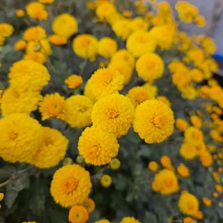 채경희님의 11월 내 작물 자랑하기 · 참여글 작성글 사진