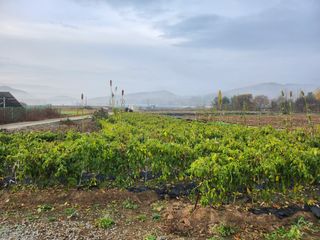 박준호님의 고추 · 수확 작성글 사진