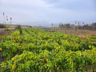 박준호님의 고추 · 수확 작성글 사진