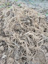 팜모닝 11월 내 작물 자랑하기·참여글 게시글 이미지