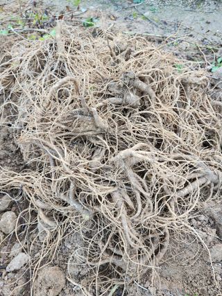 약도라지6018님의 11월 내 작물 자랑하기 · 참여글 작성글 사진