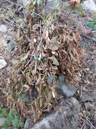 콩나라최여순님의 11월 내 작물 자랑하기 · 참여글 작성글 사진