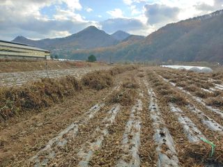 콩나라최여순님의 11월 내 작물 자랑하기 · 참여글 작성글 사진