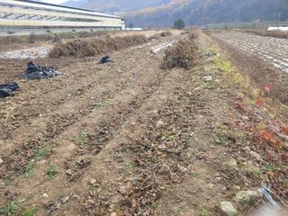 콩나라최여순님의 11월 내 작물 자랑하기 · 참여글 작성글 사진