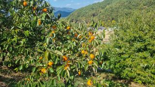 지리산홍가네농원님의 11월 내 작물 자랑하기 · 참여글 작성글 사진