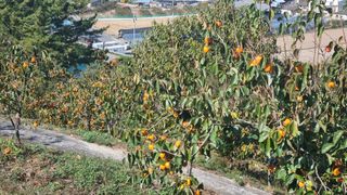 지리산홍가네농원님의 11월 내 작물 자랑하기 · 참여글 작성글 사진