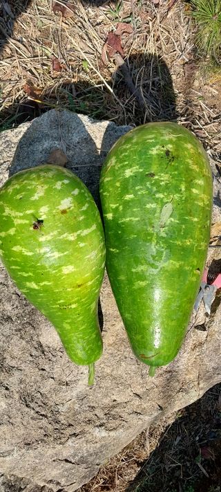 이일철 조이산골님의 11월 내 작물 자랑하기 · 참여글 작성글 사진