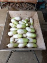 팜모닝 11월 내 작물 자랑하기·참여글 게시글 이미지