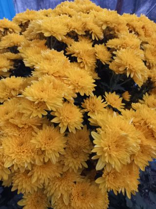 예산가자왕님의 11월 내 작물 자랑하기 · 참여글 작성글 사진