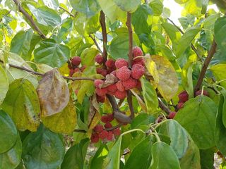 이형규님의 기타작물 · 자유게시판 작성글 사진