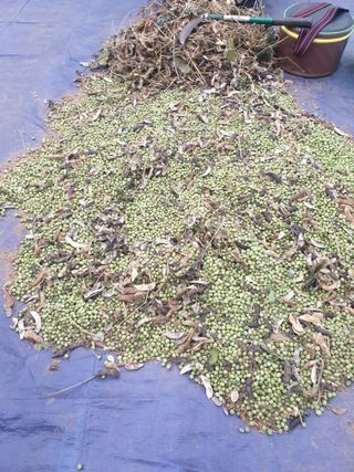 참깨8107님의 11월 내 작물 자랑하기 · 참여글 작성글 사진