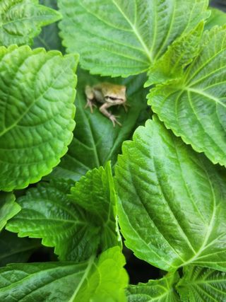 준영농장 출석왕.님의 11월 내 작물 자랑하기 · 참여글 작성글 사진