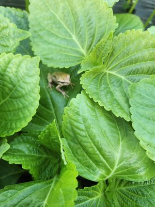 준영농장 출석왕.님의 11월 내 작물 자랑하기 · 참여글 작성글 사진